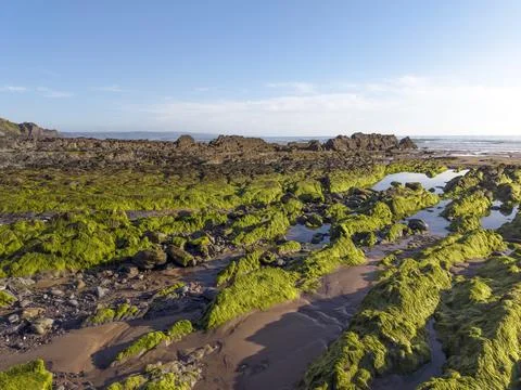 More seaweed with global warming Stock-Fotos