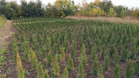 More soil field on which evergreen trees and ornamental shrubs are grown Vídeos de archivo 118285384