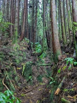 More Trees Stock Photos