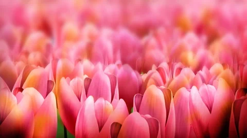 More Tullips Seems Loop Stock Footage 231228773