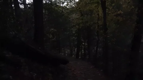 More walking through the woods Vidéo 99839893