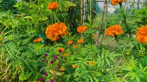 More yellow flower and background green leaf Stock Footage 224870471