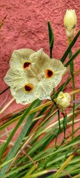 Morea Flower Stock Photos