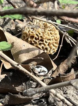 Morel #1 Stock Photos