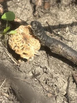 Morel #2 Stock Photos