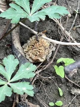 Morel #3 Foto stock