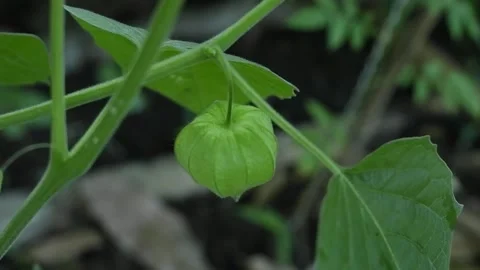 Morel Berry Plant Stock Footage 186900779