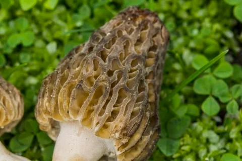 Morel Close Up Foto stock