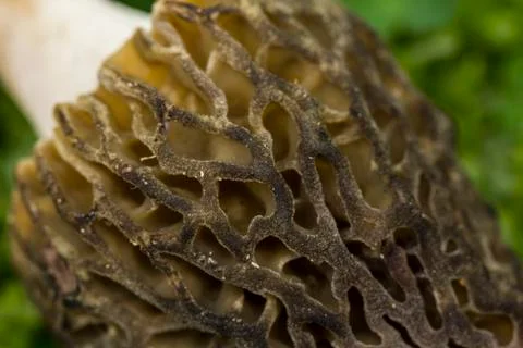 Morel Close Up Stock Photos