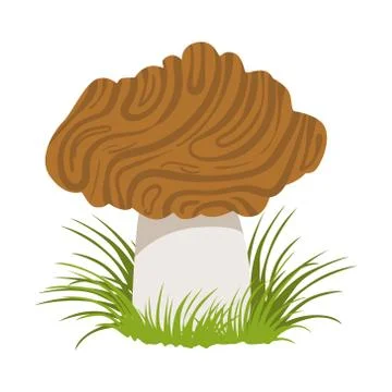 Morel, edible forest mushroom. Colorful cartoon illustration Stock Illustration