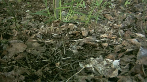 Morel Stock Footage 3186417