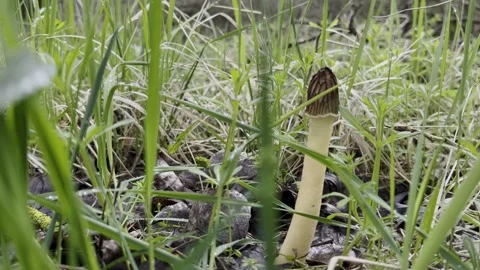Morel in the grass. spring morel close-up. Mushroom Morel close-up. Stock Footage 280213644