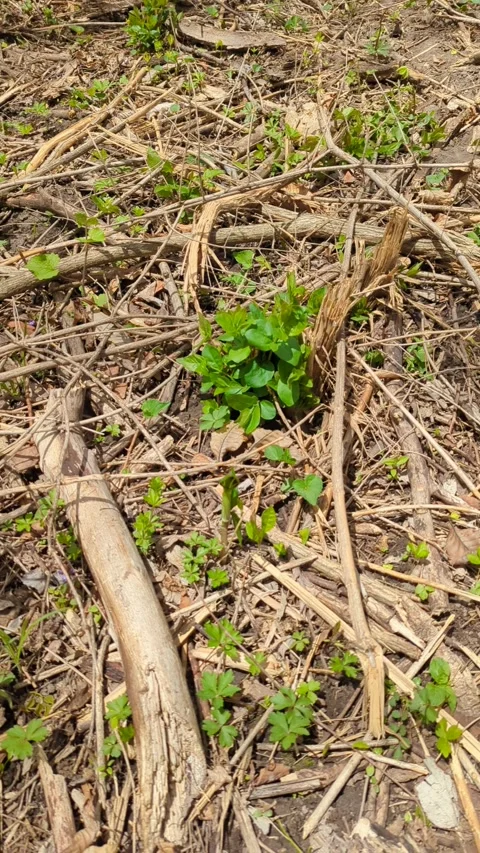 Morel Hunt Stock Footage 298789036