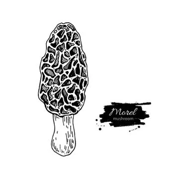 Morel mushroom hand drawn vector illustration. Sketch food drawi Stock Illustration