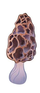 Morel mushroom Stock Illustration