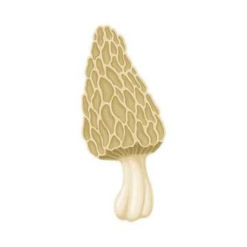 Morel Mushroom or Toadstool with Stem and Cap Isolated on White Background Stock Illustration