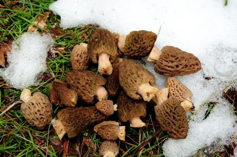 Morel mushroom Stock Photos