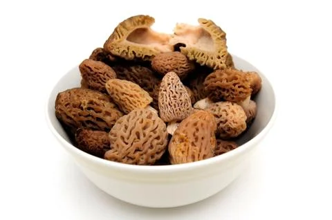 Morel mushroom Stockfoto's