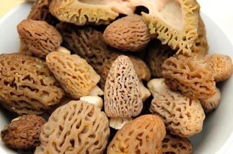 Morel mushroom Stock-Fotos