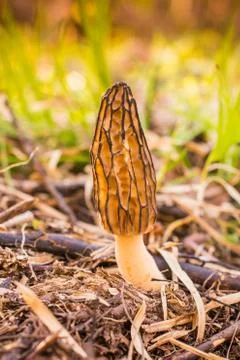 Morel Mushroom Stock Photos