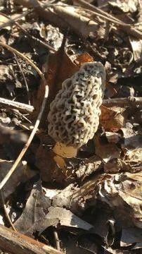 Morel Mushroom Stock Photos