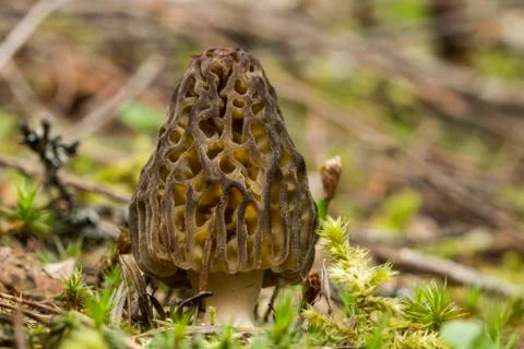 Morel Mushroom Stock Photos