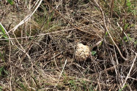 Morel mushroom Foto stock