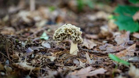 Morel Mushroom 库存照片