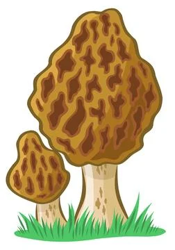 Morel mushroom vector image without background Stock Illustration