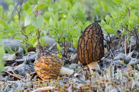 Morel Stock Photos