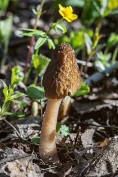 Morel Foto stock