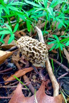 Morel Stock Photos