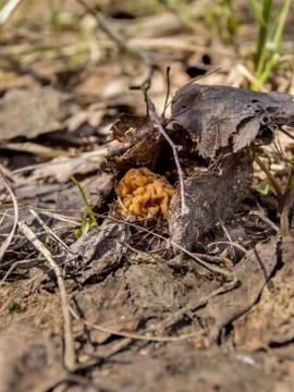Morel spring mushroom grows from old foliage Stock Photos