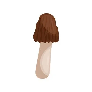 Morel on a white background vector illustration. Stock Illustration
