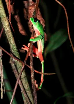 Morelet's treefrog in Belize Stock Photos