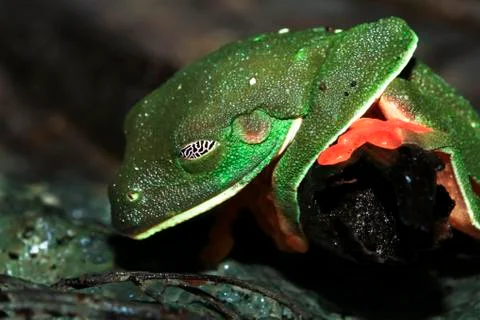 Morelet's treefrog sleeping in Belize Stock Photos