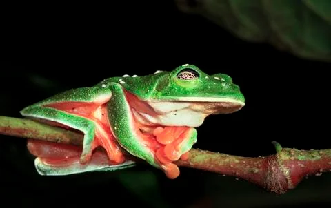 Morelet's treefrog sleeping in Belize Stock Photos