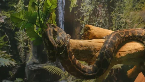 Morelia Spilota carpet rhombic python hanging on a tree branch Stock Footage 121120734