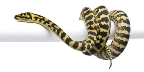 Morelia spilota variegata python, 1 year old, on pole in front of white backgrou 스톡 사진