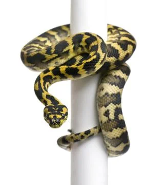 Morelia spilota variegata python, 1 year old, on pole in front of white backgrou 스톡 사진