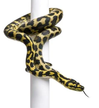 Morelia spilota variegata python, 1 year old, on pole in front of white backgrou 스톡 사진