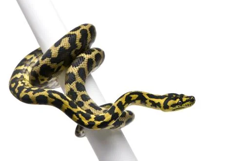 Morelia spilota variegata python, 1 year old, on pole in front of white backgrou Stock Photos