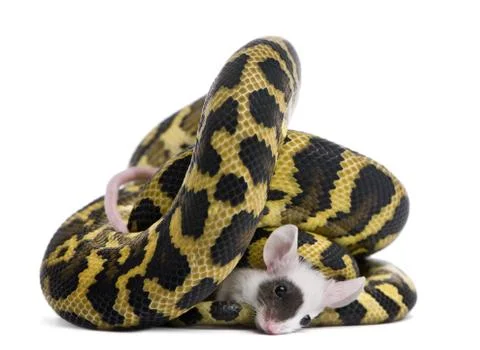 Morelia spilota variegata python, 1 year old, eating mouse in front of white bac Stock Photos