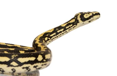 Morelia spilota variegata, a subspecies of python, against white Photos