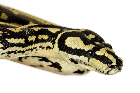 Morelia spilota variegata, a subspecies of python, against white Photos