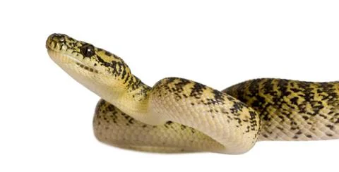 Morelia spilota variegata, a subspecies of python, against white Photos