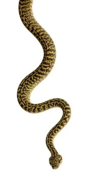 Morelia spilota variegata, a subspecies of python, against white Foto stock