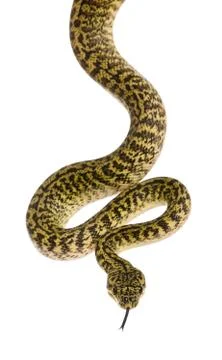 Morelia spilota variegata, a subspecies of python, against white Stock Photos