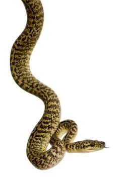 Morelia spilota variegata, a subspecies of python, against white Photos