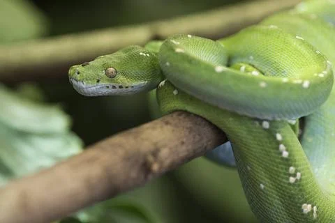  Morelia viridis,gruener Baumpython, Green Python, Green Tree Python, anim... Foto stock